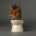 Scruffs Icon Raised Cat Feeder Bowl Saucer Set Cream — studio shot — Sparkly Tails