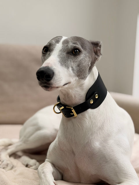 Dog wearing a black collar with gold hardware on a neutral background