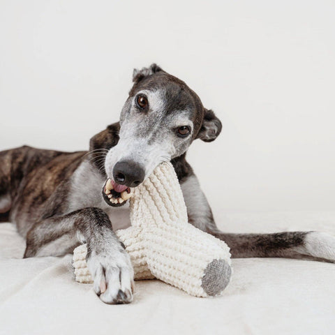 A greyhound dog lying down playing with a large, cream-colored, minimalist designed dog toy.