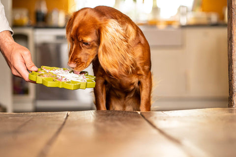 Whole Goat's Milk Powder for Dogs & Cats