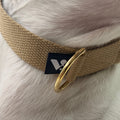 Beige strap collar with gold D ring and black tag on a White fur  dog