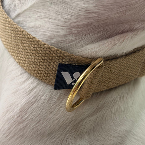 Beige strap collar with gold D ring and black tag on a White fur  dog