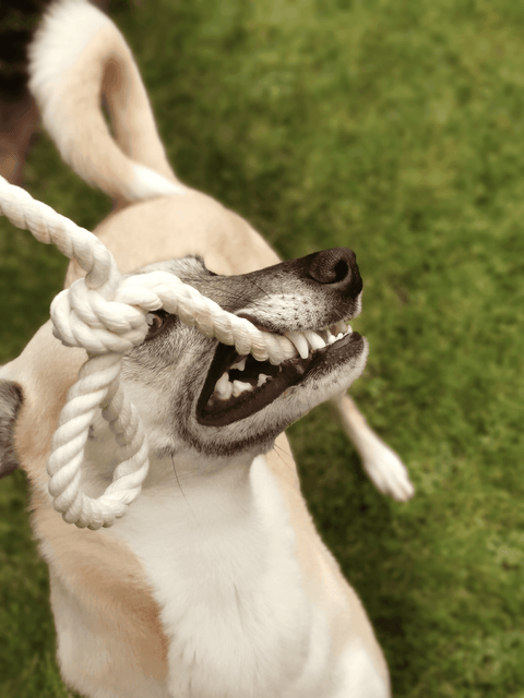 Dog playing with a rope toy on grass
