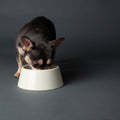 Scruffs Icon Flat Faced Dog Bowl Set Cream — studio shot — Sparkly Tails