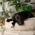 Scruffs Eden Recycled Box Bed Cream — sherpa interior — Sparkly Tails