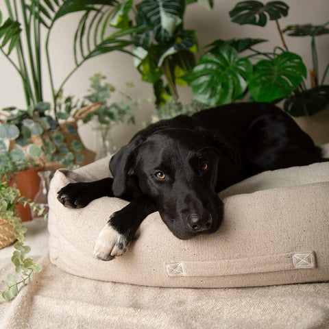 Scruffs Eden Recycled Box Bed Cream — sherpa interior — Sparkly Tails