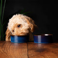 Scruffs Reactive Glaze Dog Bowl Set Midnight Blue 13cm — front view — Sparkly Tails