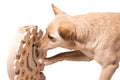 Dog interacting with a wooden puzzle toy on a white background