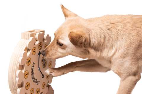Dog interacting with a wooden puzzle toy on a white background