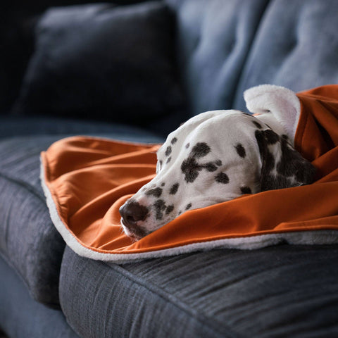 Super Soft Dog Blanket in Pumpkin Velvet