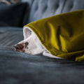 Dog peeking out from under a green blanket on a dark surface