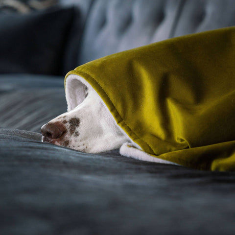 Dog peeking out from under a green blanket on a dark surface