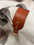 Dog wearing a brown leather collar with gold hardware on a blurred background
