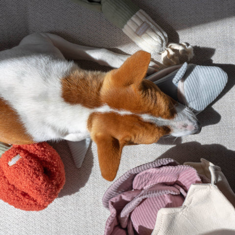 Dog lying on a bed with toys and slippers around
