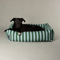 Scruffs Amalfi Striped Dog Bed Green Medium — Labrador cross on bed — Sparkly Tails