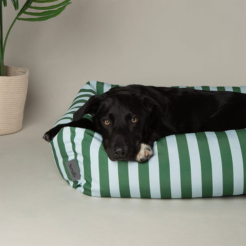Scruffs Amalfi Striped Dog Bed Green — lifestyle shot — Sparkly Tails