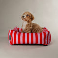 Scruffs Amalfi Striped Dog Bed Pink — Cavapoo modelling — Sparkly Tails
