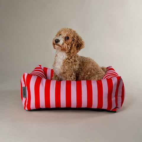 Scruffs Amalfi Striped Dog Bed Pink — Cavapoo modelling — Sparkly Tails