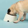 Scruffs Icon Flat Faced Dog Bowl Set Cream — French Bulldog modelling — Sparkly Tails