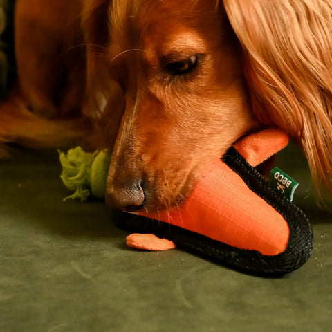 Dog playing with a toy resembling a carrot on a green surface