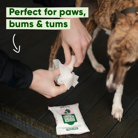 Person using dog wipes with a dog on a wooden surface, text 'Perfect for paws, bums & tums' above.