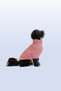 Dog wearing a pink sweater sitting on a light blue background