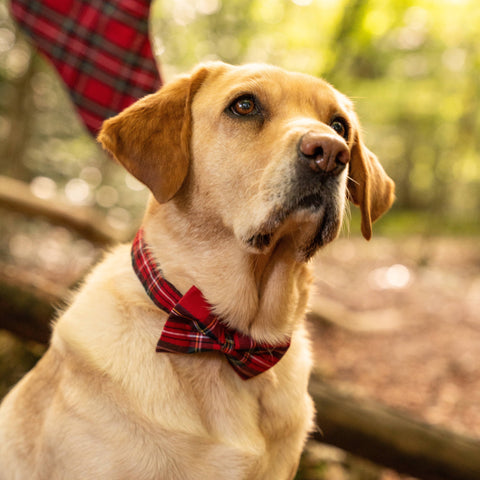 Dog wearing a red plaid bow tie in a forest setting