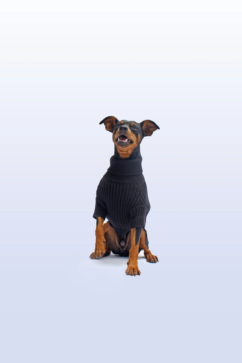 Dog wearing a black sweater on a light blue background