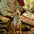 Dog wearing a patterned bandana in a forest setting with stockings in the background