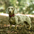 Dog wearing a red plaid bow tie standing on a forest floor with blurred greenery in the background