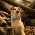 Dog wearing a striped bow tie sitting among fallen logs.