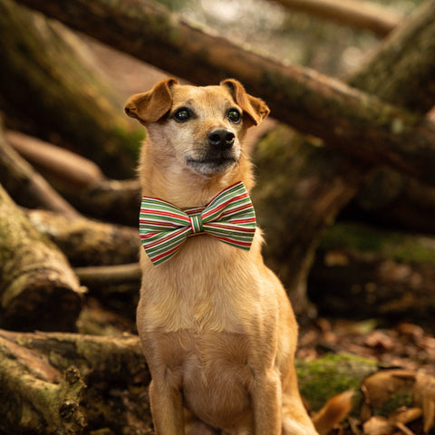 Dog wearing a striped bow tie sitting among fallen logs.