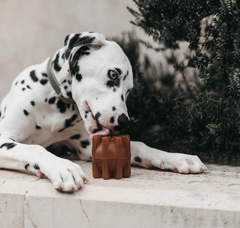 Dalmatian dog interacting with a brown dog toy on a stone surface.