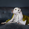 Dalmatian dog sitting on a dark blue couch with a green blanket