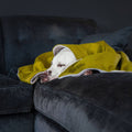 Dog peeking out from under a green blanket on a dark couch