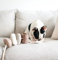 Dog playing with a chew toy on a light-colored couch
