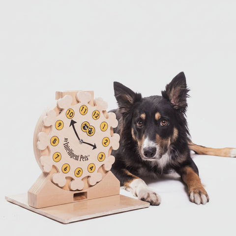 Dog playing with a wooden puzzle toy on a white background