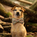 Dog wearing a striped bow tie in a forest setting