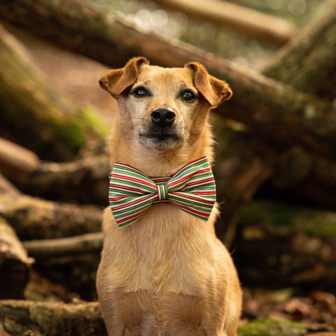 Dog wearing a striped bow tie in a forest setting