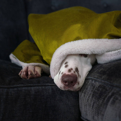 Dog wrapped in a towel and blanket on a couch
