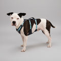 Dog wearing a blue harness on a white background