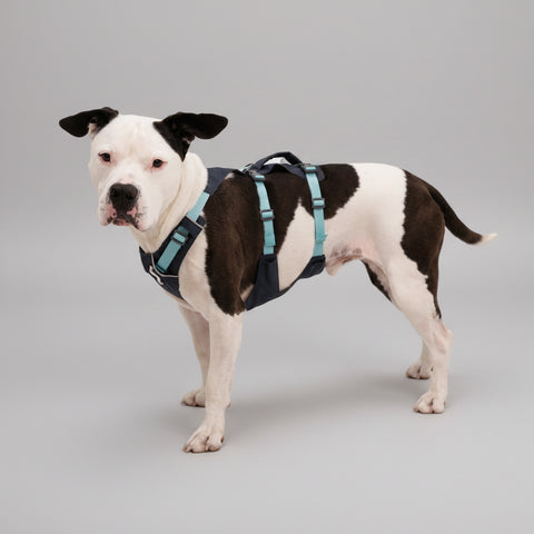 Dog wearing a blue harness on a white background