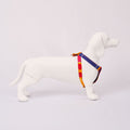 White dog model wearing a colorful Dakar harness on a light Grey background