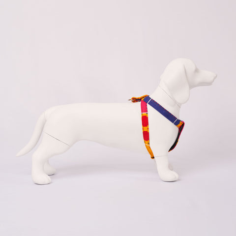 White dog model wearing a colorful Dakar harness on a light Grey background