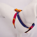 White dog model wearing a colorful Dakar harness on a light Grey background - top view