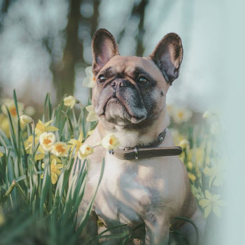 Springtime Allergies