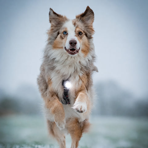 A fluffy Australian Shepherd running toward the camera in a snowy outdoor setting, wearing a glowing red reflective safety harness or vest on its chest.