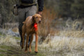 dog earing ruffwear the beacon dog ligh in a field