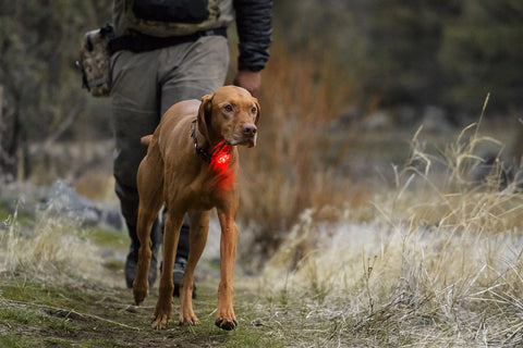 dog earing ruffwear the beacon dog ligh in a field