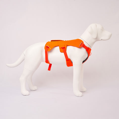 White dog wearing an Orange Ruffwear Web Master harness on a light Grey background